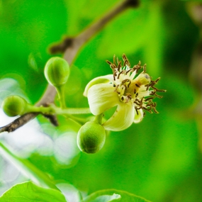 热带植物萌芽开花结果图片
